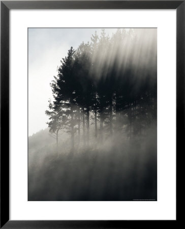 Early Morning Mist And Trees, State Highway 4 Near Wanganui, North Island, New Zealand by David Wall Pricing Limited Edition Print image