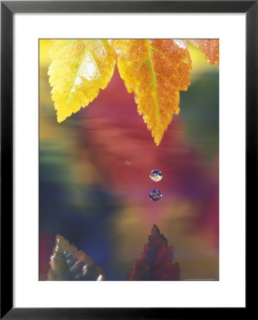 Vine Maple Leaf, Usa by Stuart Westmoreland Pricing Limited Edition Print image