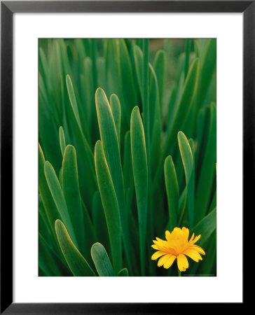 Flower Groundsel, Alaska, Usa by Dee Ann Pederson Pricing Limited Edition Print image