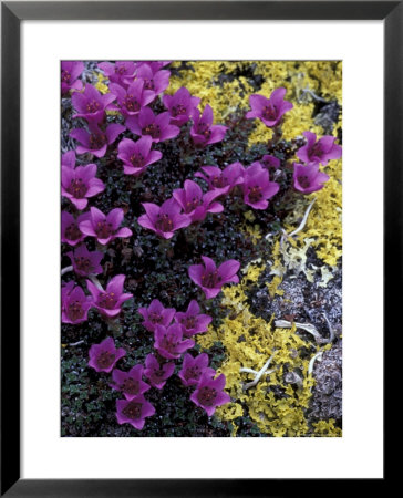 Mountain Saxifrage And Lichen, Kongakut River Valley, Arctic National Wildlife Refuge, Alaska, Usa by Hugh Rose Pricing Limited Edition Print image