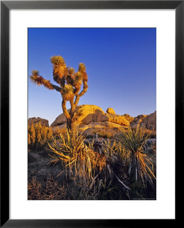 Jumbo Rocks At Joshua Tree National Park, California, Usa by Chuck Haney Pricing Limited Edition Print image