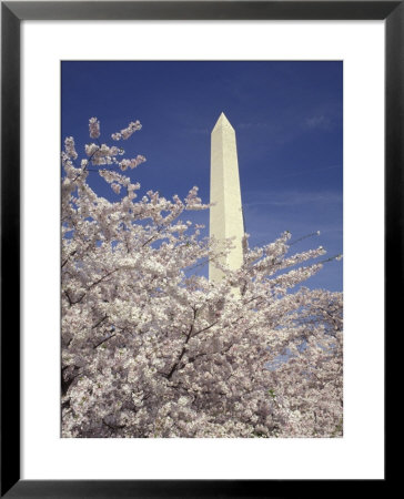 Cherry Blossom Festival And The Washington Monument, Washington Dc, Usa by Michele Molinari Pricing Limited Edition Print image