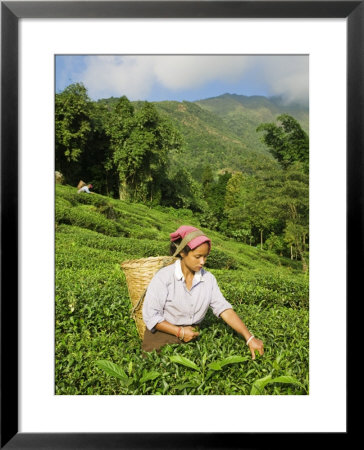 Woman Tea Picking, Goomtee Tea Estate, Kurseong, West Bengal, India by Jane Sweeney Pricing Limited Edition Print image