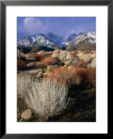 Mountains And Desert Flora In The Owens Valley, Inyo National Forest, California, Usa by Wes Walker Pricing Limited Edition Print image
