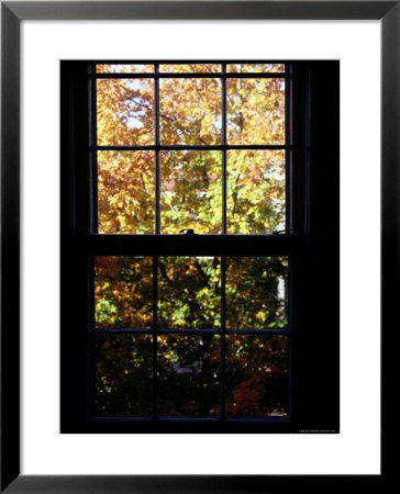 Autumn View Out Of A Wooden Pane Window, Washington, D.C. by Stacy Gold Pricing Limited Edition Print image