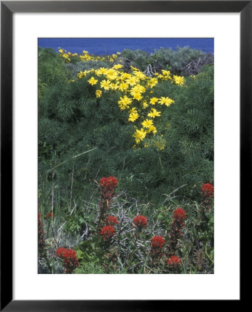 Giant Coreopsis And Indian Paintbrush, California by Rich Reid Pricing Limited Edition Print image