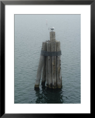 Seagull Perched On Wooden Pilings, Block Island, Rhode Island by Todd Gipstein Pricing Limited Edition Print image