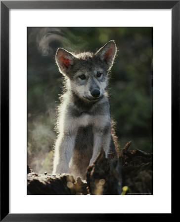 Portrait Of A Seven-Week-Old Gray Wolf Pup, Canis Lupus by Jim And Jamie Dutcher Pricing Limited Edition Print image