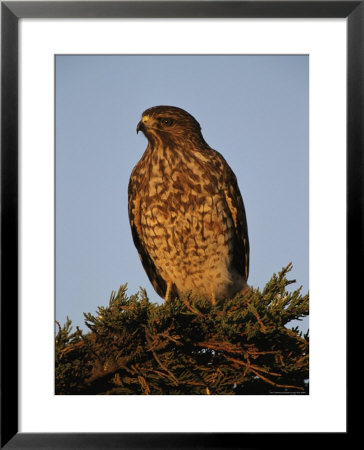 Portrait Of A Red Shouldered Hawk by Roy Toft Pricing Limited Edition Print image