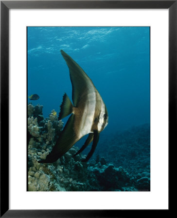 Round-Faced Batfish Cruising The Clear Waters Of A Reef by Tim Laman Pricing Limited Edition Print image
