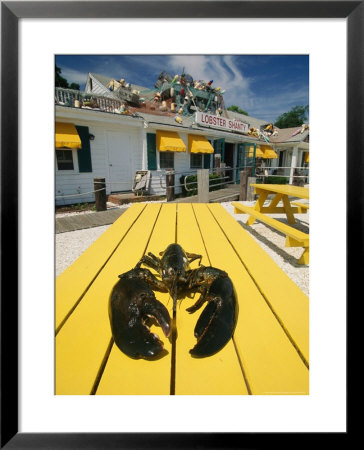 Huge Lobster Is Slated For Dinner At One Of Eastham's Restaurants by Michael Melford Pricing Limited Edition Print image