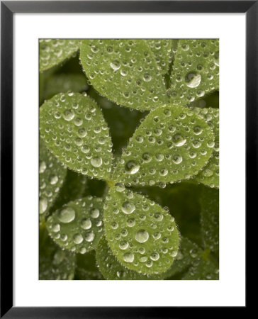 Tiny Dew Droplets On A Clover Plant In The Early Morning by Phil Schermeister Pricing Limited Edition Print image