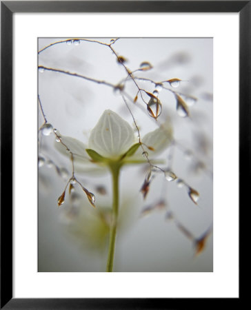 A Bog Star Flower In A River-Edge Meadow by Michael Melford Pricing Limited Edition Print image