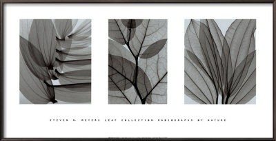 Leaf Collection by Steven N. Meyers Pricing Limited Edition Print image