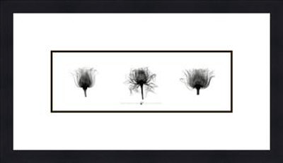 X-Ray Rose Triptych by Bert Meyers Pricing Limited Edition Print image