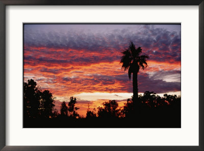 Sunset With Silhouetted Palm Tree by Marc Moritsch Pricing Limited Edition Print image