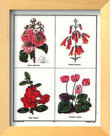 Botanicals (Pink & Red) by B. Maund Pricing Limited Edition Print image