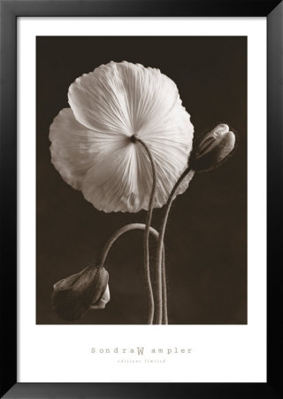 Iceland Poppies Ii by Sondra Wampler Pricing Limited Edition Print image
