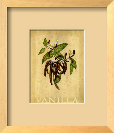 Vanilla Bean by Renee Bolmeijer Pricing Limited Edition Print image