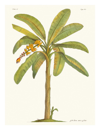 Banana Tree, 18Th Century by Georg Dionysius Ehret Pricing Limited Edition Print image