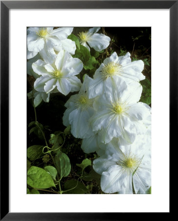 Clematis, Mme Le Coultre (Syn. C. Marie Boisselot) by Philippe Bonduel Pricing Limited Edition Print image