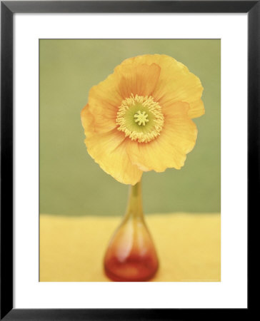 Summer Flower, Papaver Nudicaule In Orange Vase Yellow/Green Background by Linda Burgess Pricing Limited Edition Print image