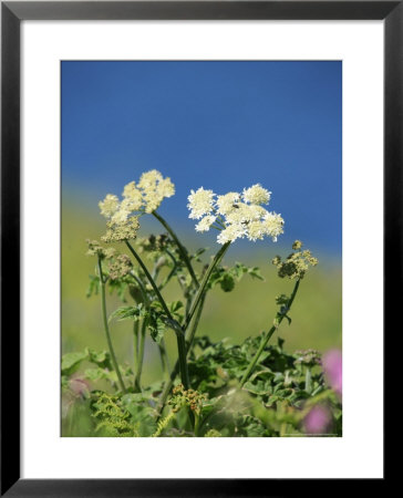 Hogweed, St. Justinians, Uk by Elliott Neep Pricing Limited Edition Print image