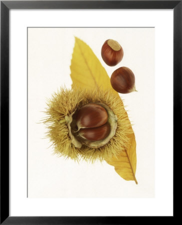 Spiky Seedcase Of Castabea Fagaceae (Sweet Chestnut), With Chestnuts, On Orange Leaf by John Beedle Pricing Limited Edition Print image