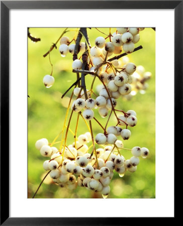 Sorbus Forrestii, Close-Up Of White Berries by Mark Bolton Pricing Limited Edition Print image