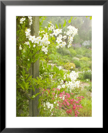 Solanum Jasminoides, White Flowers Growing Up A Trelli, Devon by Mark Bolton Pricing Limited Edition Print image