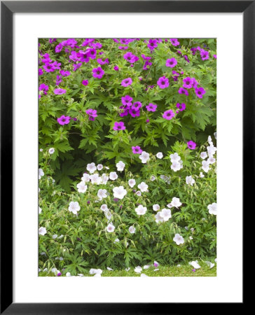 Geranium Ann Folkard And Geranium Sanguinium Var Striatum (Cranesbill) by Mark Bolton Pricing Limited Edition Print image