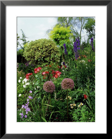 Border With Rosa (Roses), Allium (Ornamental Onion) Shrubs, Delphinium, And Ilex (Standard Holly) by Ron Evans Pricing Limited Edition Print image