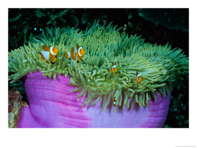 Western Clown Anemonefish Make Their Home Among The Tentacles Of A Magnificent Sea Anemone by Wolcott Henry Pricing Limited Edition Print image