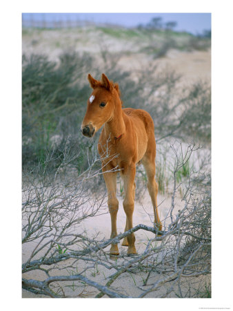 A Wild Pony On The Beach At Chincoteague Island by Scott Sroka Pricing Limited Edition Print image