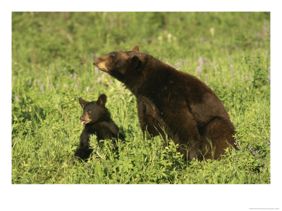 Black Bear And Cub, Yellowstone National Park by Norbert Rosing Pricing Limited Edition Print image