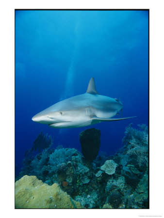 A Caribbean Reef Shark Swims Over A Coral Reef In The Bahamas by Brian J. Skerry Pricing Limited Edition Print image