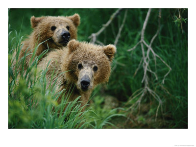 Two Grizzly Bear Cubs Peer Out From Behind A Clump Of Grass by Joel Sartore Pricing Limited Edition Print image