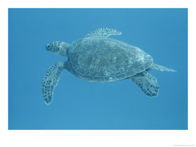 Green Sea Turtle Swimming Underwater by Bates Littlehales Pricing Limited Edition Print image