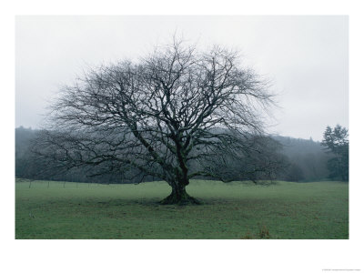 An Oak Tree At Derrybawn House In Ireland by Bill Curtsinger Pricing Limited Edition Print image
