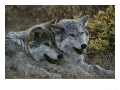 Two Gray Wolves, Canis Lupus, Rest After Playing With A Stick by Jim And Jamie Dutcher Pricing Limited Edition Print image
