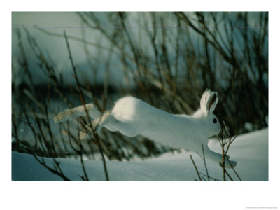 Snowshoe Hare In White Winter Fur Running In The Snow by Michael S.Quinton Pricing Limited Edition Print image