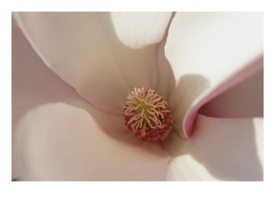 Spring Flowers, Magnolia, Mid-April, Massachusetts by Darlyne A. Murawski Pricing Limited Edition Print image