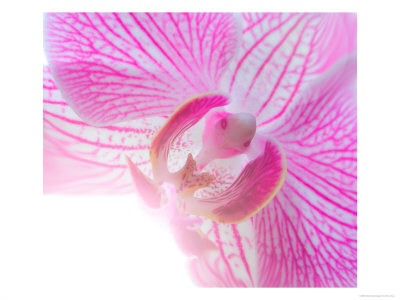 Orchid At Spring Show by Pat Canova Pricing Limited Edition Print image