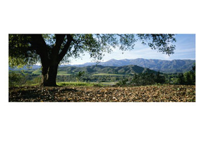 A View Of A Coast Live Oak And The Santa Ynez Mountains by Rich Reid Pricing Limited Edition Print image