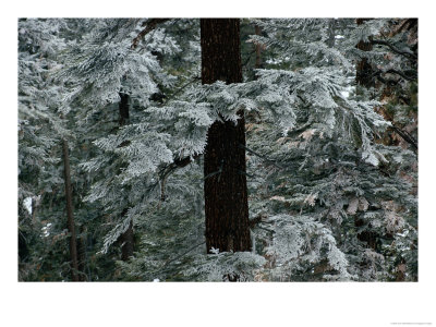 May Snowfall Brings A Winter Stillness To The Woodlands Of Kern Plateau by Sam Abell Pricing Limited Edition Print image