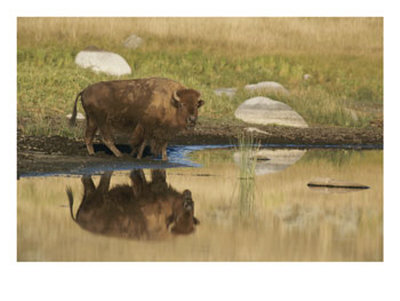 A Bison (Bison Bison) Is Reflected On The Water by Tom Murphy Pricing Limited Edition Print image
