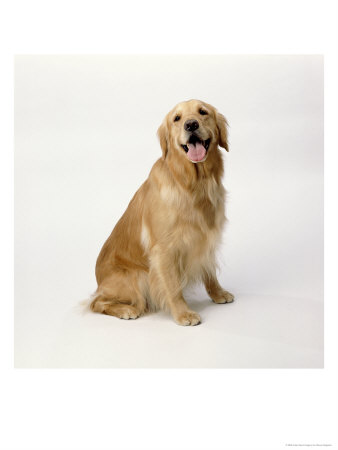Golden Retriever by Steven Begleiter Pricing Limited Edition Print image