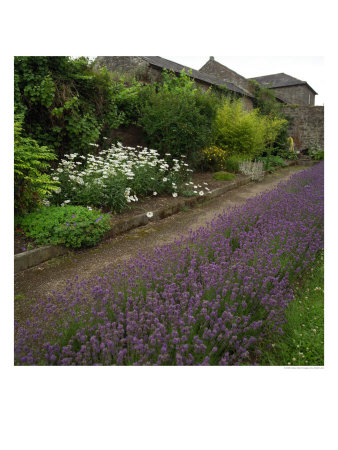 Rural Ireland, Flower Garden by Keith Levit Pricing Limited Edition Print image