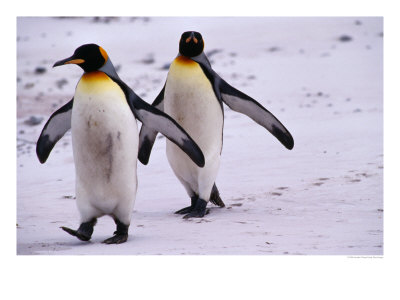 King Penguins (Aptenodytes Patagonicus) Walking, Antarctica by Jonathan Chester Pricing Limited Edition Print image