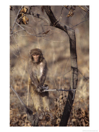 Rhesus Monkey In Tree, Qinhuangdao Zoo, Hebei Province, China by Raymond Gehman Pricing Limited Edition Print image
